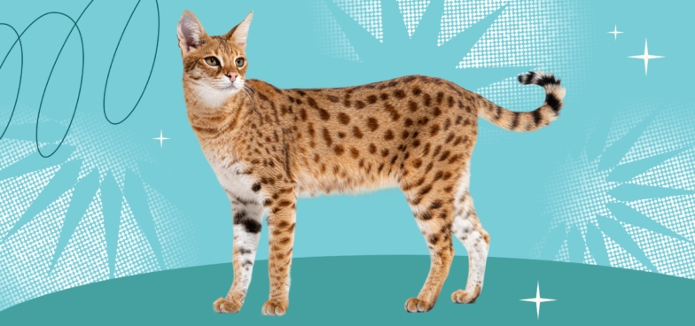 c/CHto_nuzhno_znat_prezhde_chem_zavesti_koshku_savanna_1755186661_lh_average.jpeg